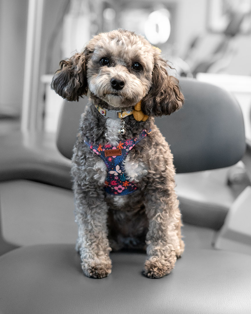 Vanessa At Parrish Orthodontics